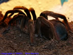 Megaphobema robustum